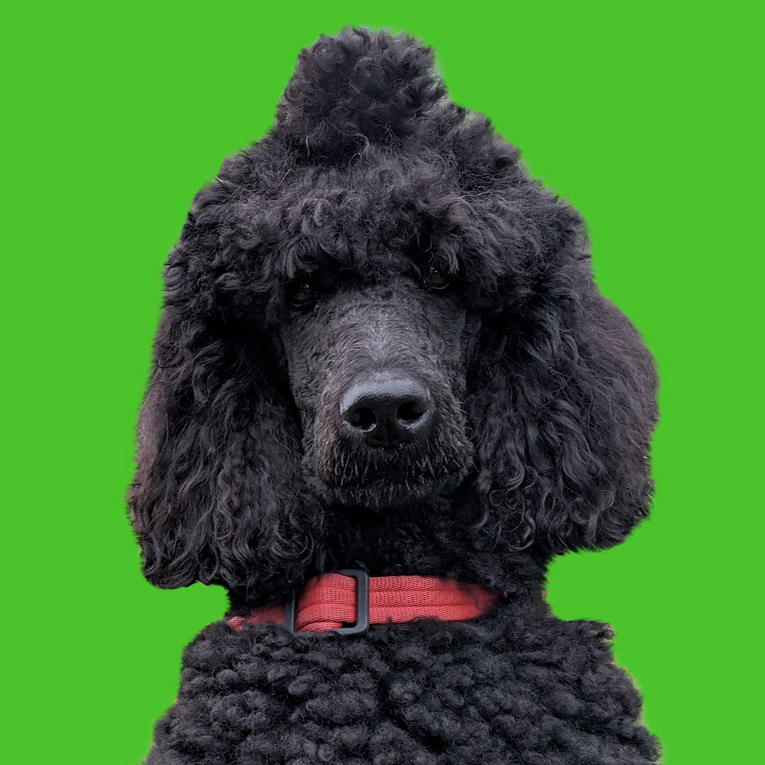 BLACK COAT TREATMENT – LONG – Iv San Bernard Netherlands